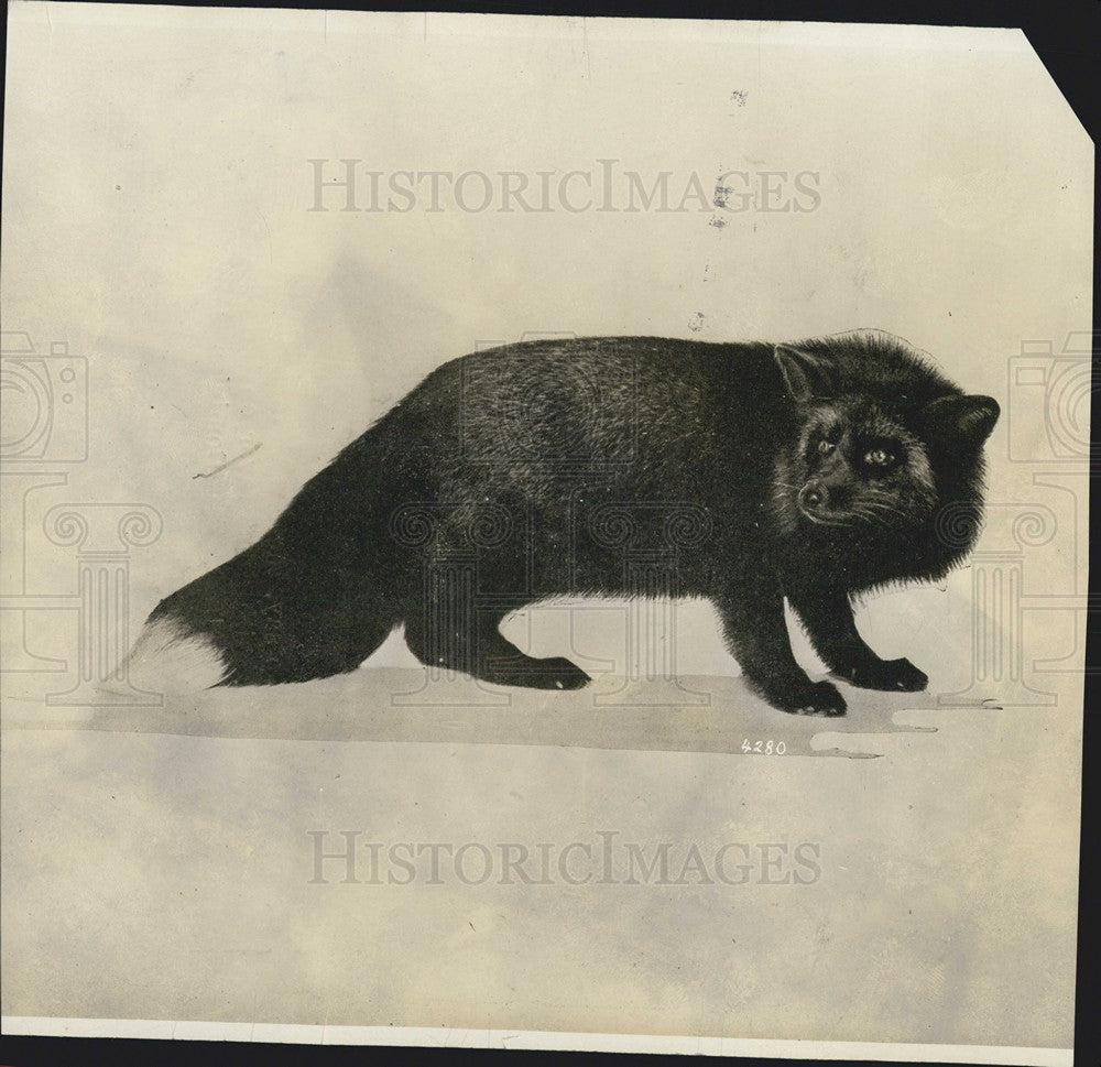 1937 Press Photo Long Hair Fox - Historic Images