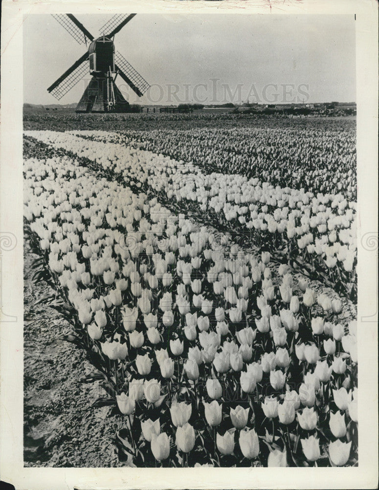 1964 Press Photo Tulips growing in field in Holland - Historic Images