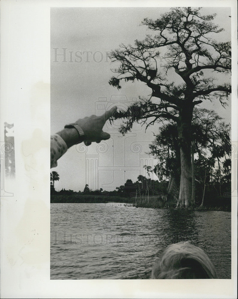 1979 Press Photo An Osprey nest spotted in the trees - Historic Images