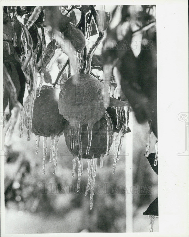 1986 Press Photo Frozen Oranges At Purslys Garden Supply In St Petersburg - Historic Images