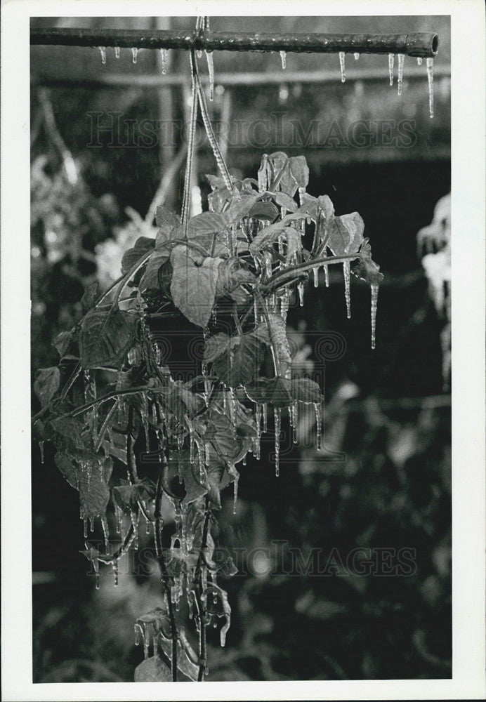 1985 Press Photo St. Petersburg Florida Ice - Historic Images