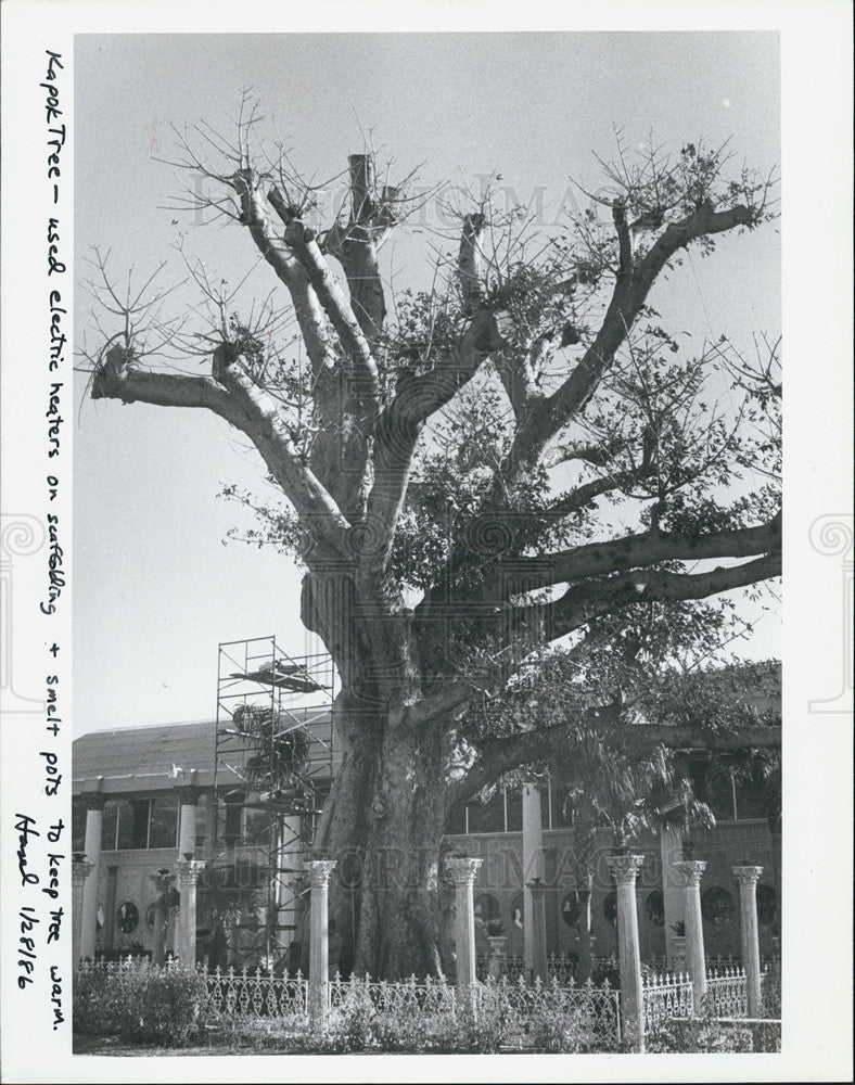 1986 Press Photo St. Petersburg Florida Kapok Tree Inn Cold Weather - Historic Images