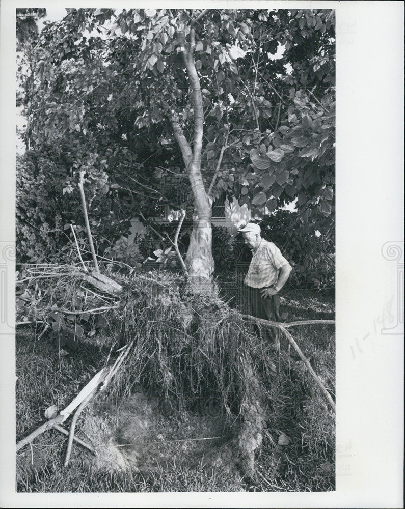 1977 Press Photo Paul Kirby Gulf Drive mulberry tree fell night damaging roof - Historic Images