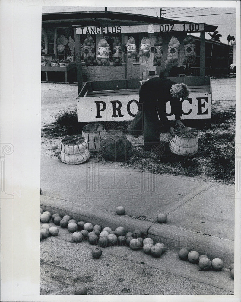 1978 Press Photo Debbie Kilpatrick stand Gulf Boulevard high winds citrus stocks - Historic Images