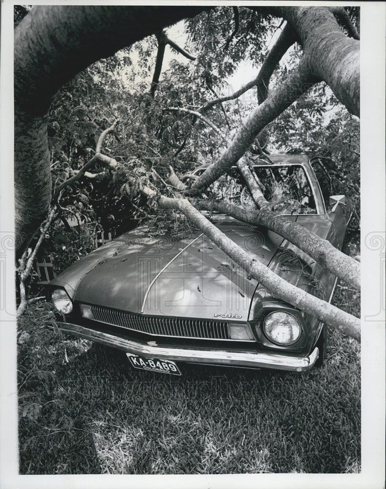 1978 Press Photo large tree Les Stockburger Seminole yard crushed parked car - Historic Images