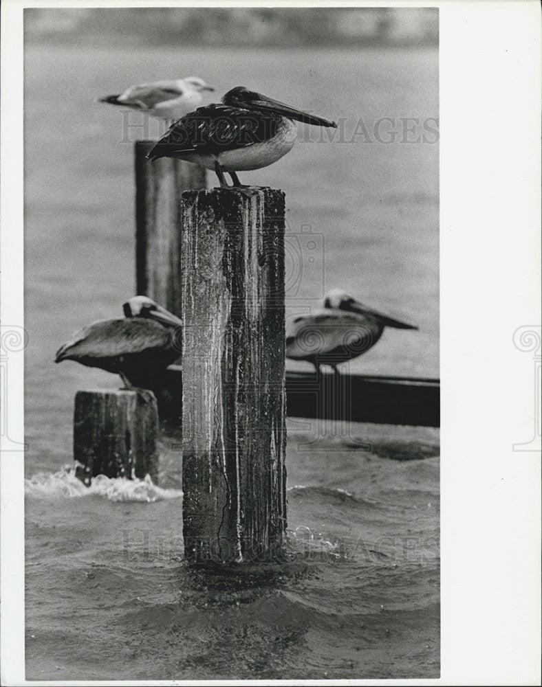 1985 Press Photo St. Petersburg Florida Pass-A-Grille Waterway Weather - Historic Images