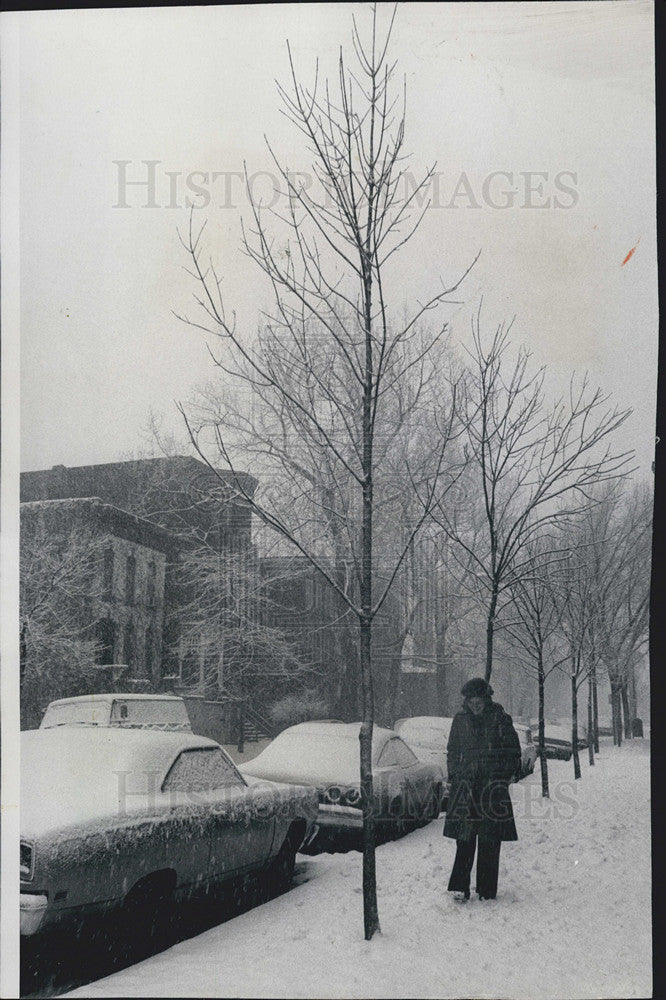 1976 Press Photo Rows of replacement trees along North Park - Historic Images