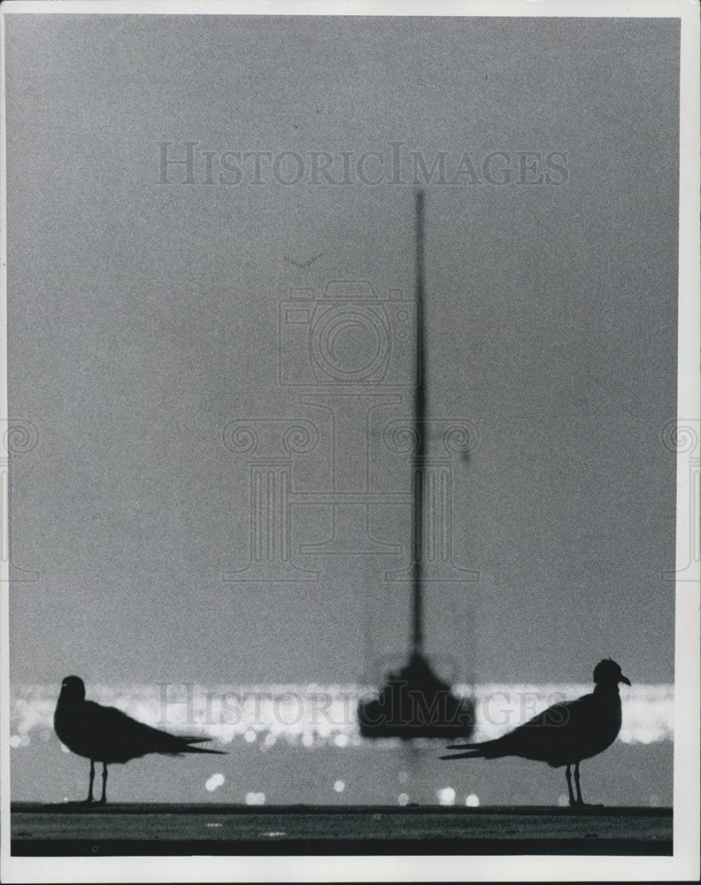 1970 Press Photo Birds In St Petersburg Florida - Historic Images