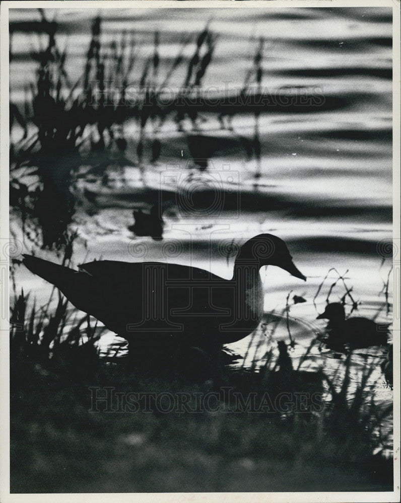 1971 Press Photo &quot;What every lake needs&quot; Lake needs duck - Historic Images