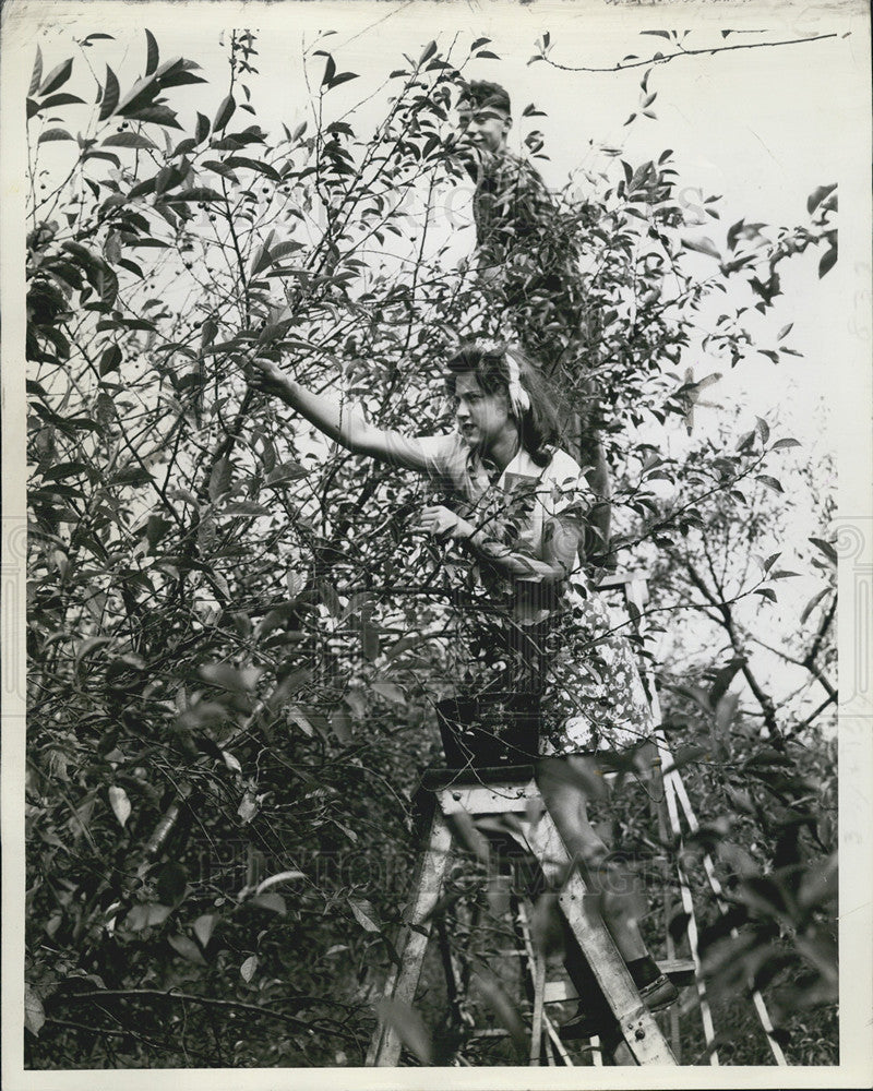 1943 Press Photo Joan Pederson Robert Archer cherry picking - Historic Images