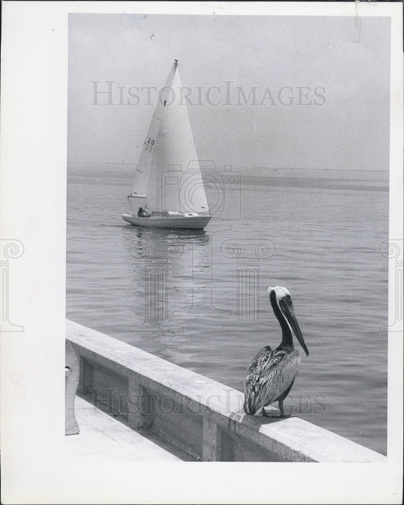 1968 Press Photo St. Petersburg sailboat pelican - Historic Images