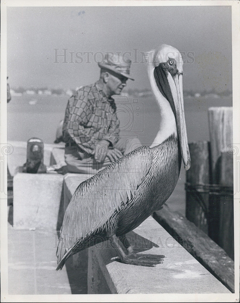 1968 Press Photo serene scene pier visitor pelican - Historic Images