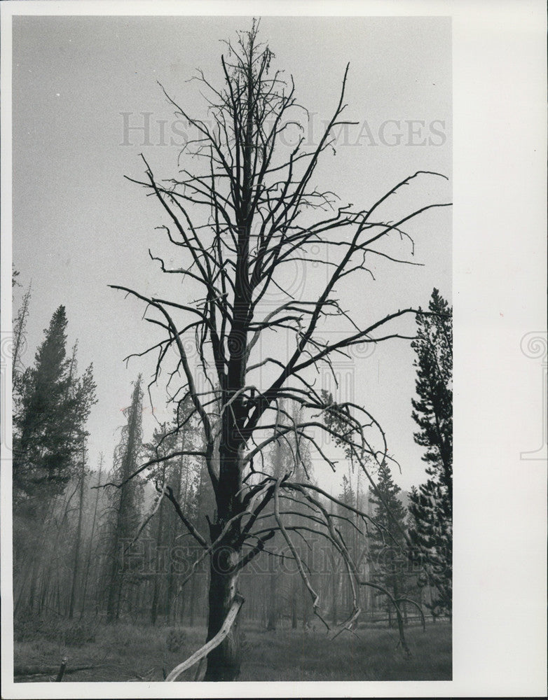 1988 Press Photo Yellowstone National Park/Wildfires - Historic Images