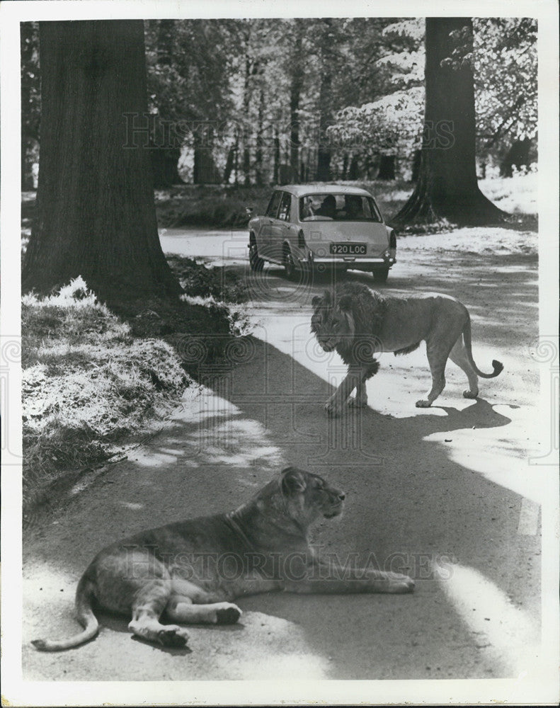 1970 Press Photo Lions on the estate of Lord Bath, a preserve in England - Historic Images