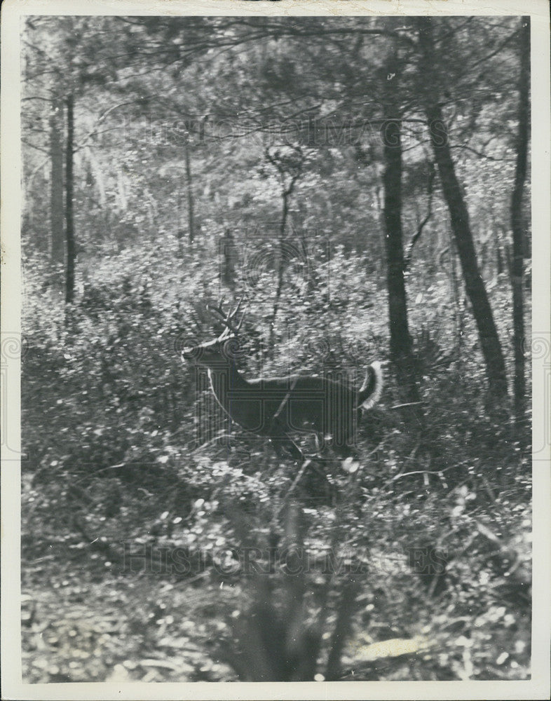 1964 Press Photo Deer - Historic Images