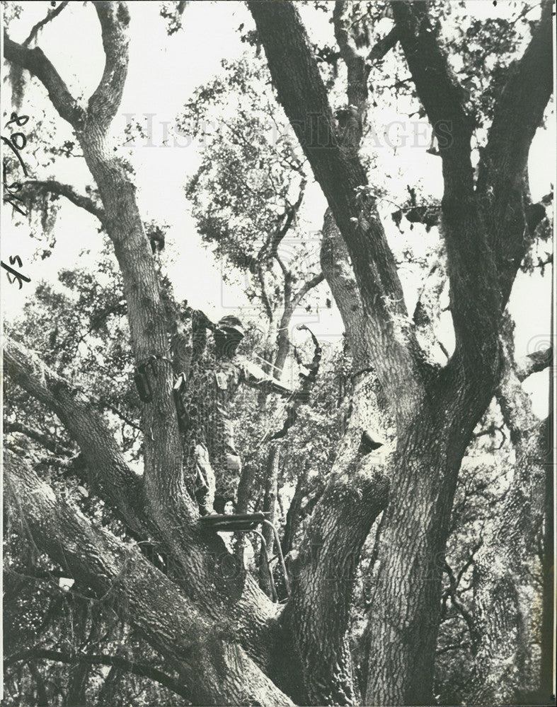 1982 Press Photo Bow hunter perched in tree - Historic Images