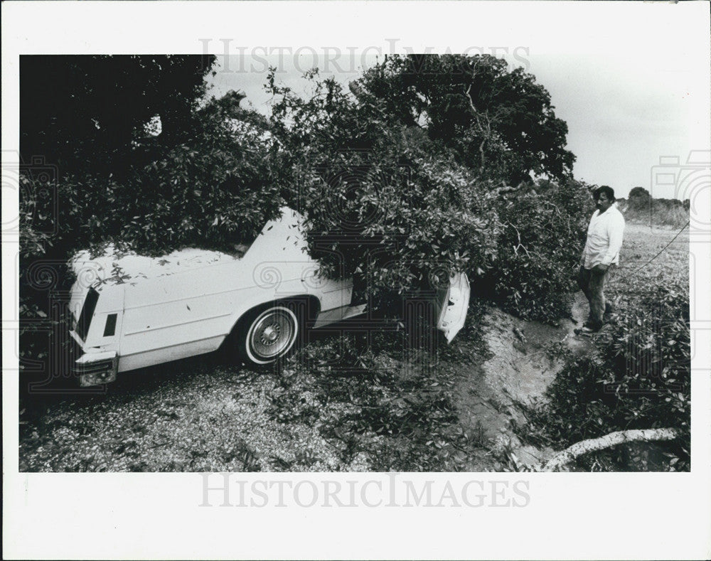 1988 Press Photo Nicolasa Torres Examines Tree That Fell On Car After Tornado - Historic Images