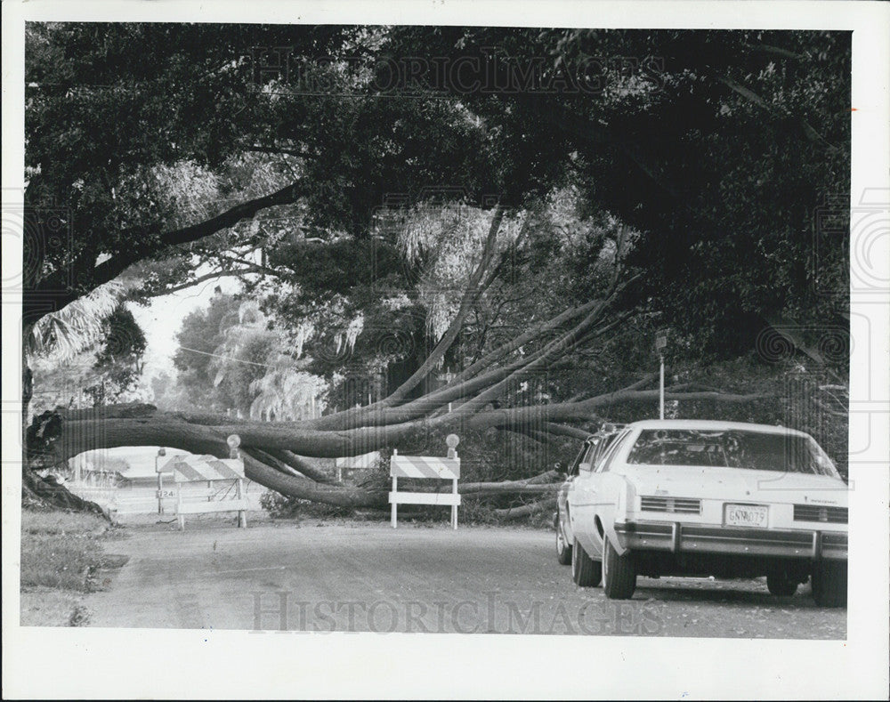 1981 Press Photo Storm brings a tree down in St. Petesburg - Historic Images