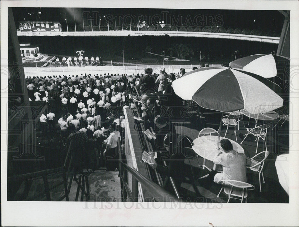 1967 Press Photo Crowd at Refurbished Tampa Greyhound Track FL - Historic Images