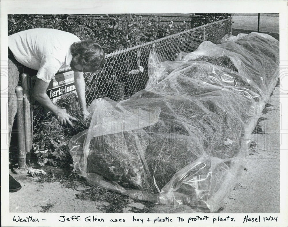 1985 Press Photo Jeff Glenn using hay and plastic top protect plants in Largo - Historic Images