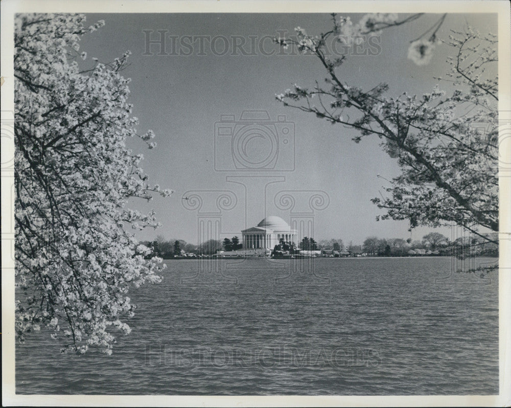 Press Photo Japanese Cherry Blossom Trees frame Jefferson Meml in Washington DC - Historic Images