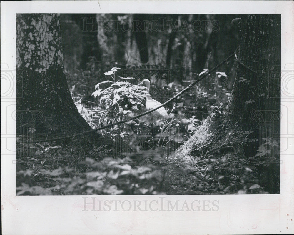 1958 Press Photo A Bird Walks In The Wild - Historic Images