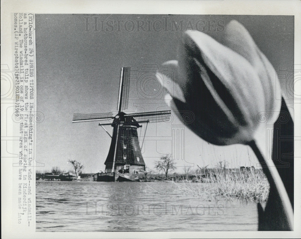 1969 Press Photo A Windmill &amp; A Tulip, Signs Spring Has Arrived, In Kinderdijk - Historic Images