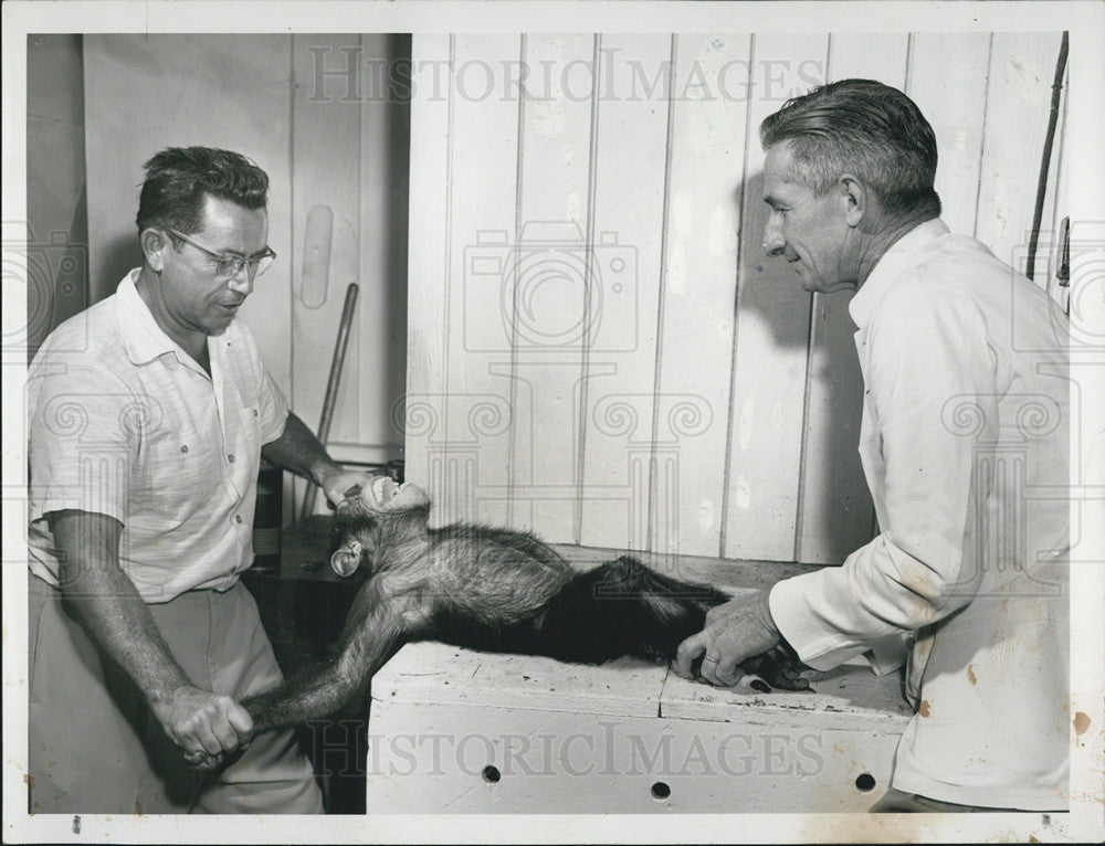 1956 Press Photo Yankee The Chimpanzee handled by zoologists - Historic Images