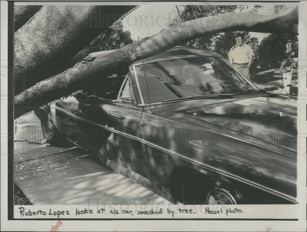 1975 Press Photo Robert Lopez Looking At Car Crushed By Uprooted Tree - Historic Images