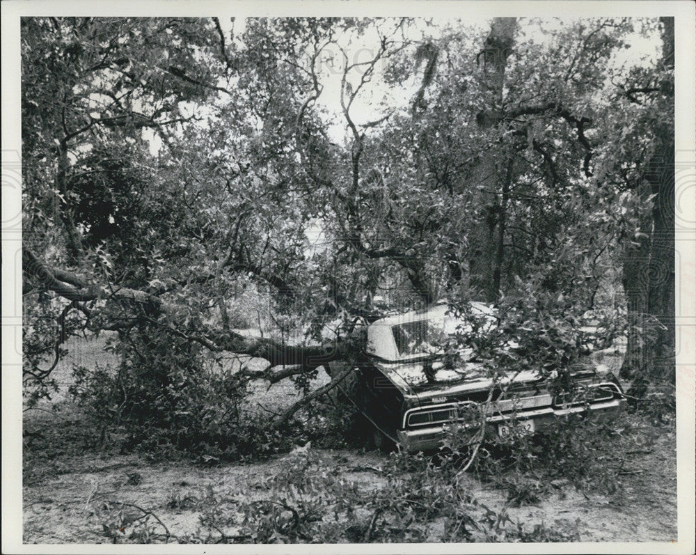 1972 Press Photo St Petersburg Tree Fallen On Car - Historic Images