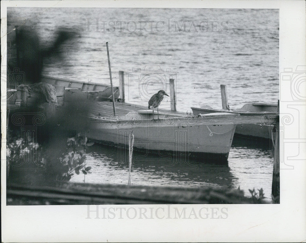 1969 Press Photo At Boat Dock On Weedin Island - Historic Images