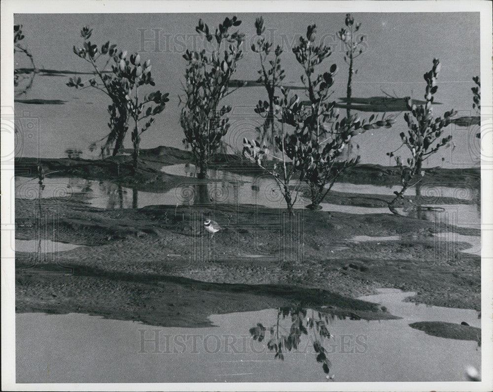 1970 Press Photo A Solitary Sea Bird Watches Over A Hazy Salt Flat - Historic Images