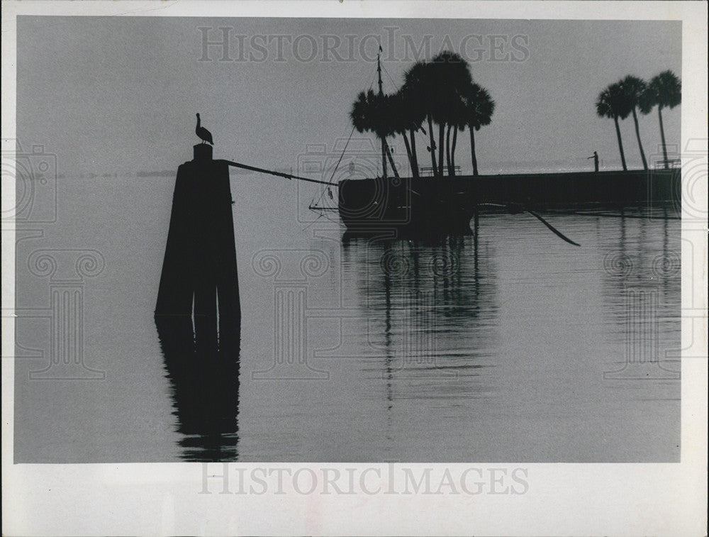 1971 Press Photo A Bird And A Man At The Moody, Mysterious Vinoy Basin - Historic Images