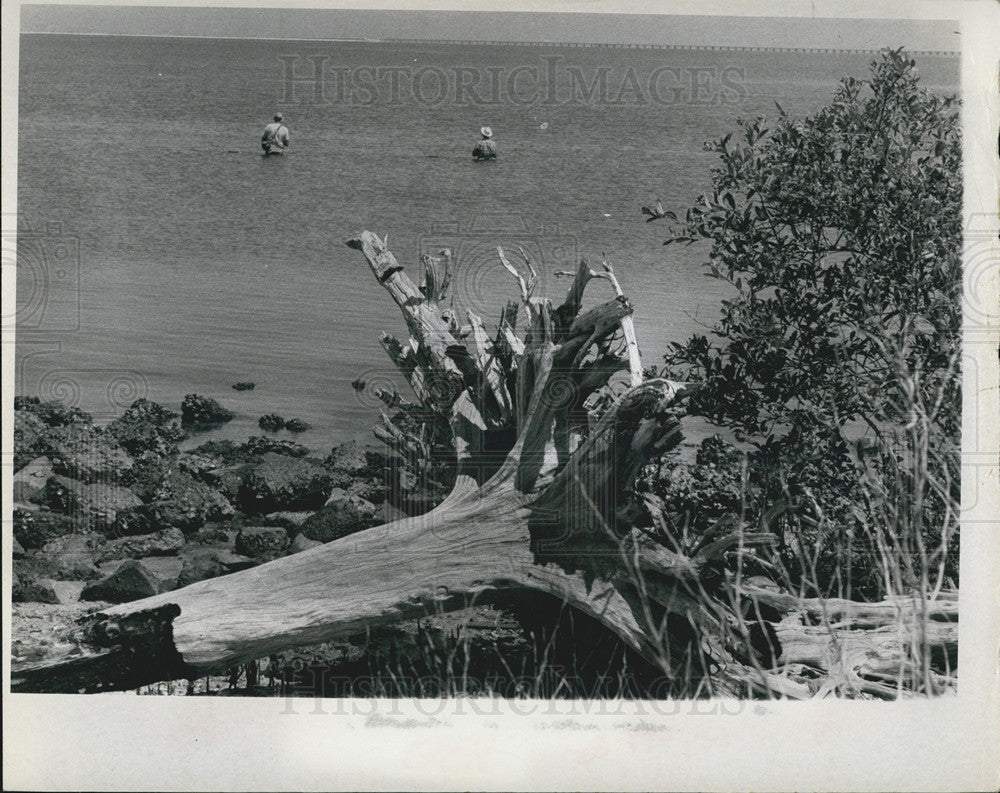 1971 Press Photo Suncoast Fisherman Tampa Bay Gnarled Old Tree Scene - Historic Images