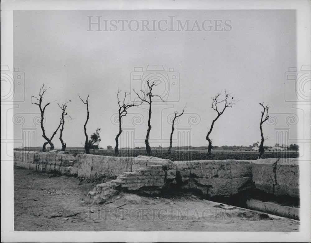 1946 Press Photo Dead olive trees standing among the fruit trees - Historic Images