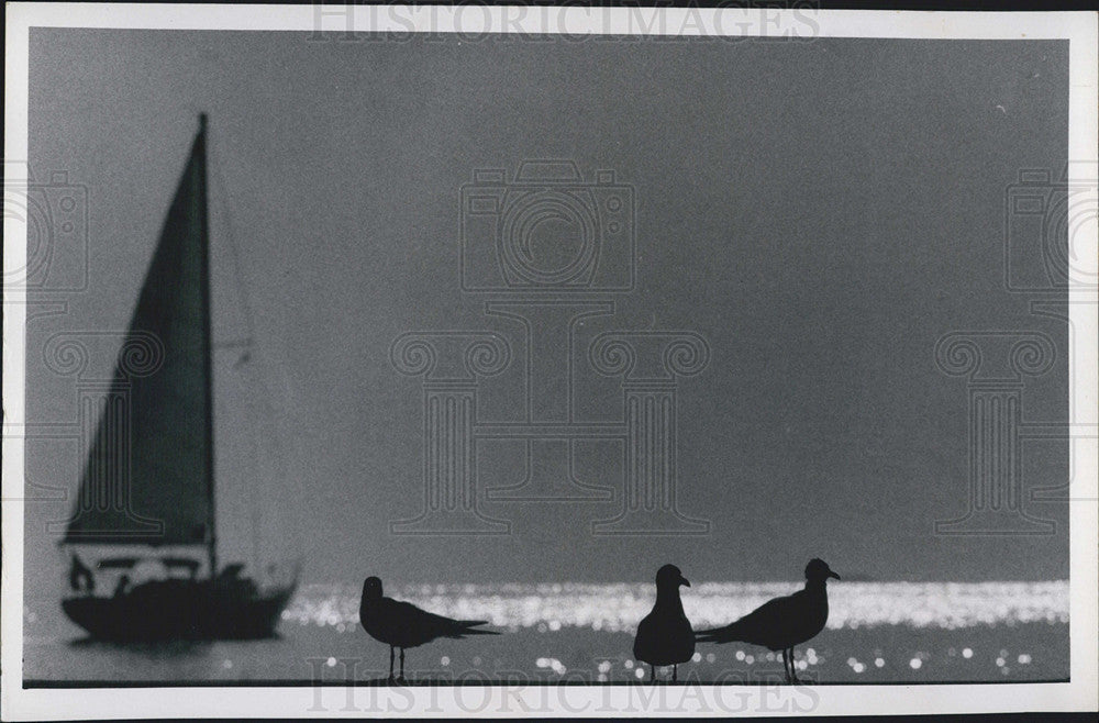 1970 Press Photo Seagulls/Sailboats/Seashore/Ocean - Historic Images