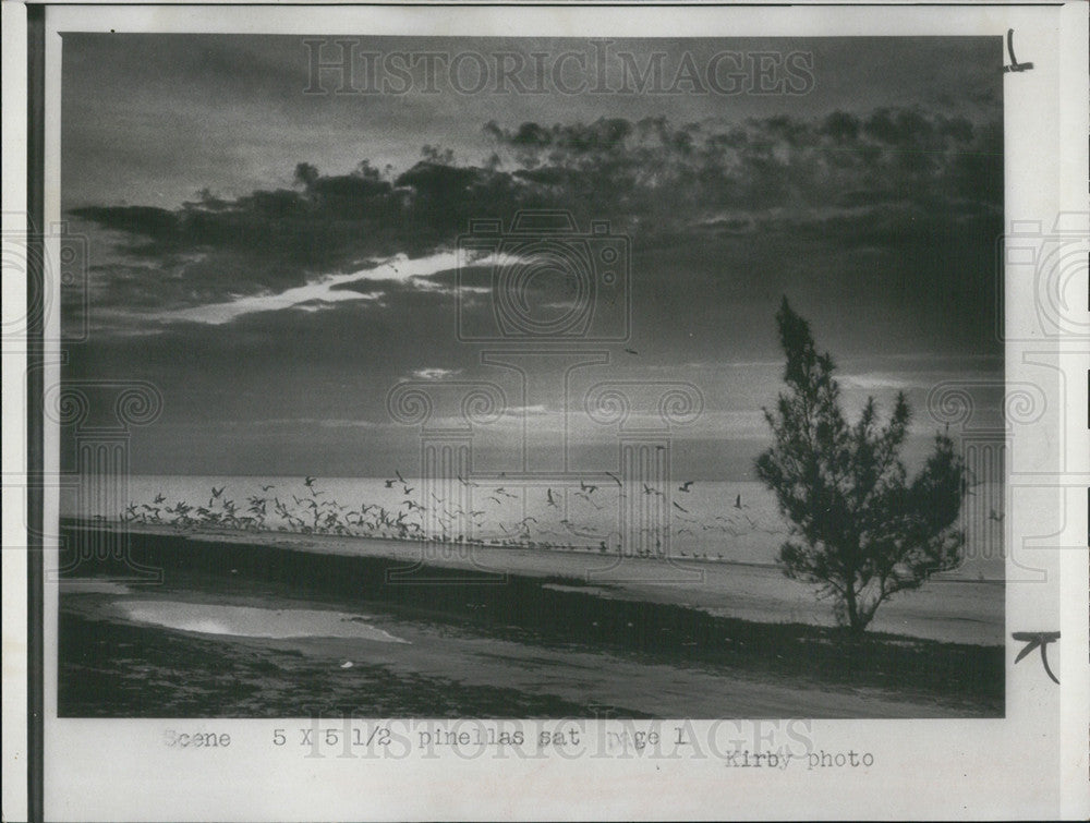 1973 Press Photo Sunrise Seagulls Morning Scene Courtney Campbell Parkway Beach - Historic Images