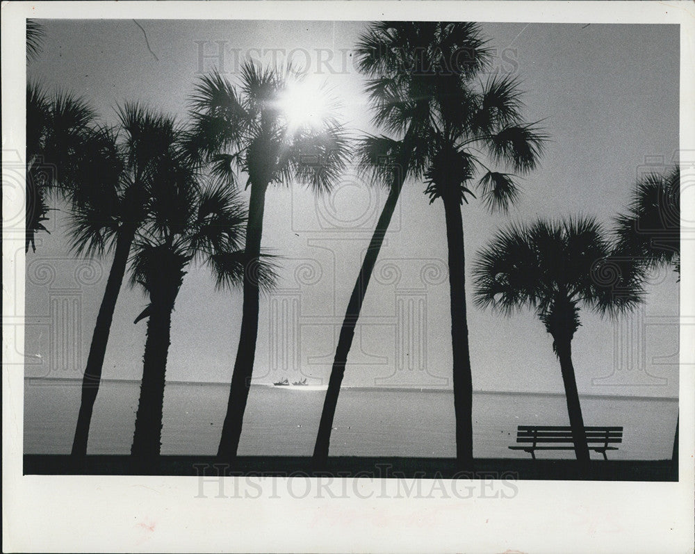 1973 Press Photo St. Petersburg Florida Beach Scene Palm Trees - Historic Images