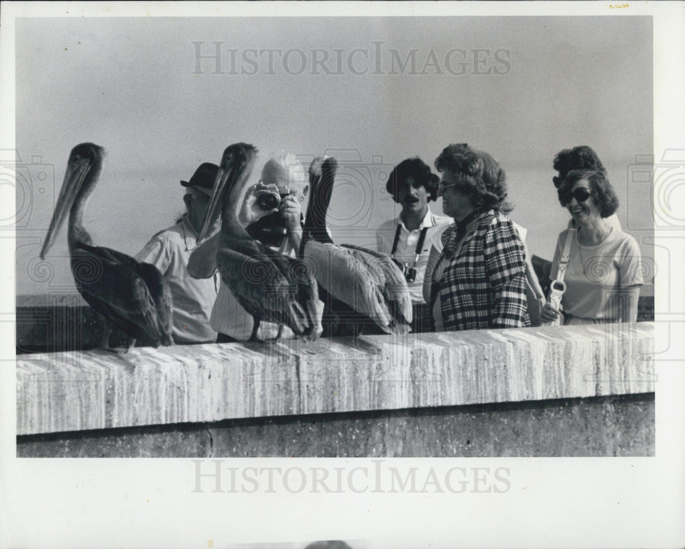 1978 Press Photo Pelicans pose for tourist  at Pier Place St Petersburg FL - Historic Images