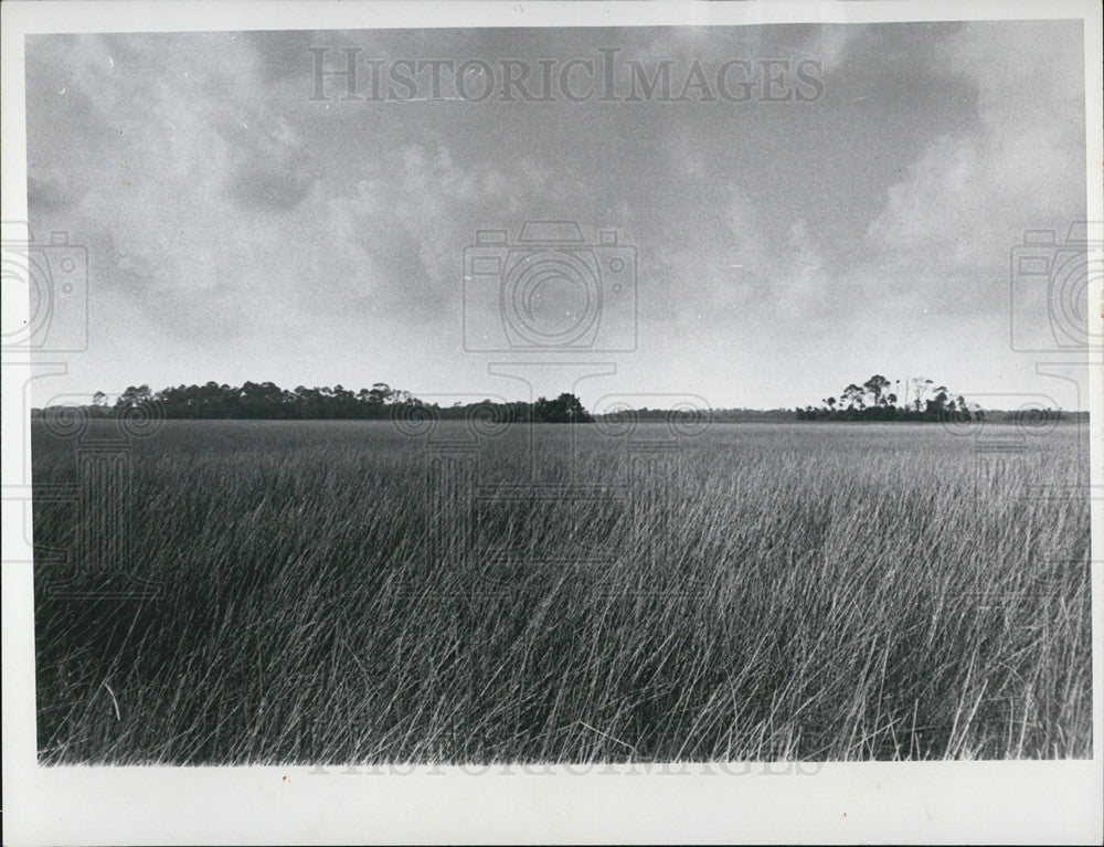 1976 Press Photo Sun raise on field of gulf hammocks at Flagler Beach on SR 40 - Historic Images