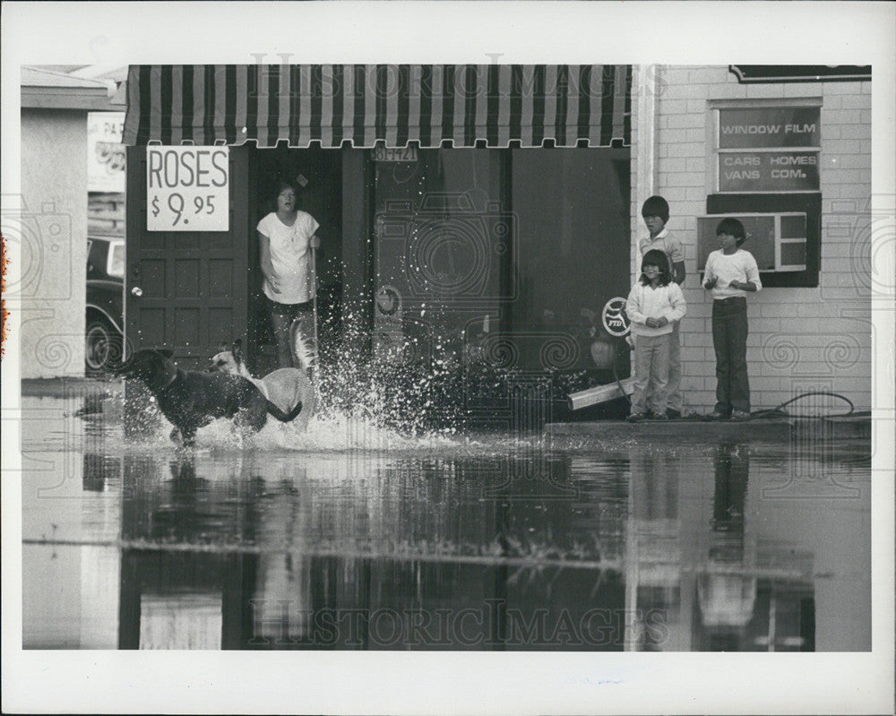 1982 Press Photo Dog Plays Flooded Street St. Petersburg Florida - Historic Images