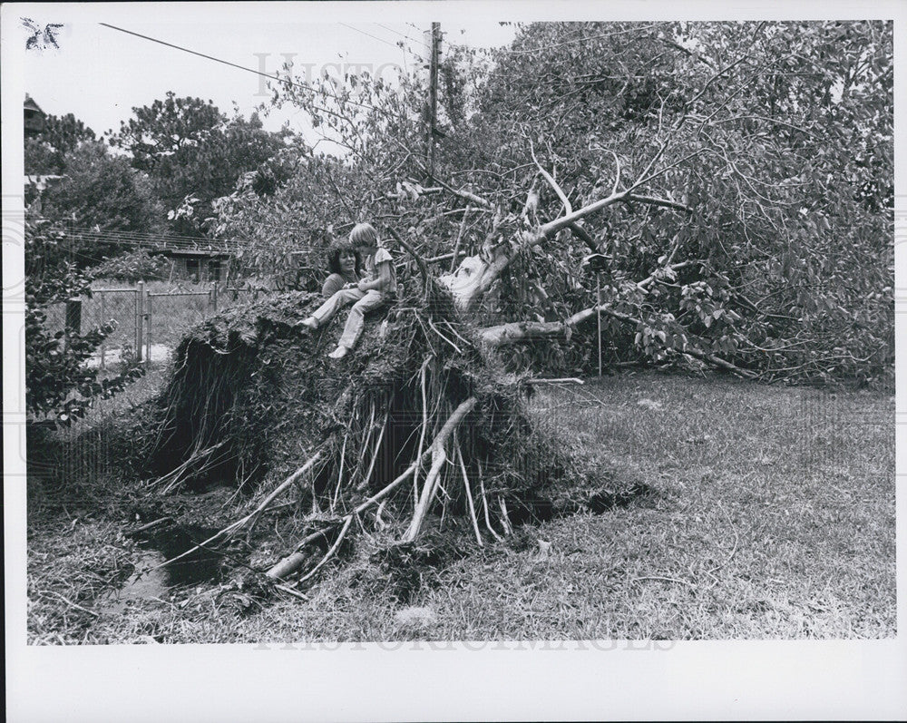 Press Photo Tree Blown Down Behind Home Eunice Norton St. Petersburg Florida - Historic Images