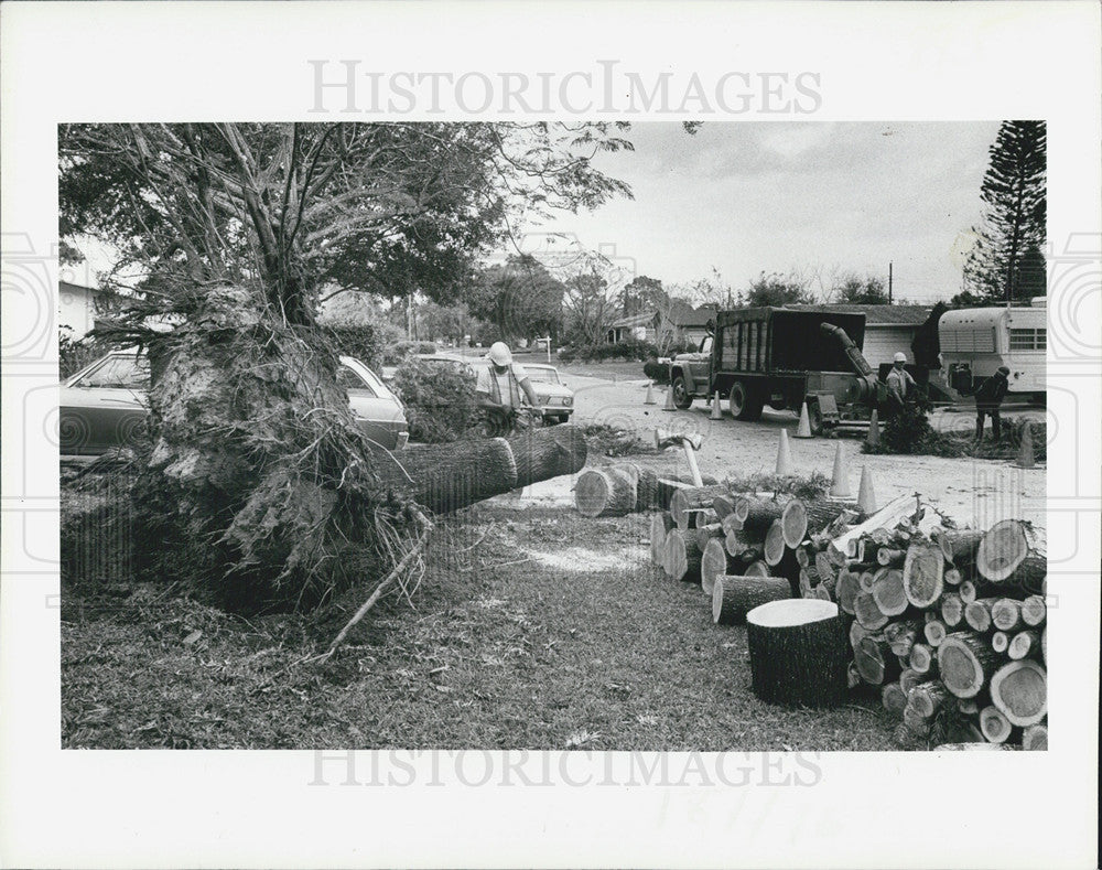 1982 Press Photo strong storm Pinellas County oak tree uprooted Stumpmeyer home - Historic Images