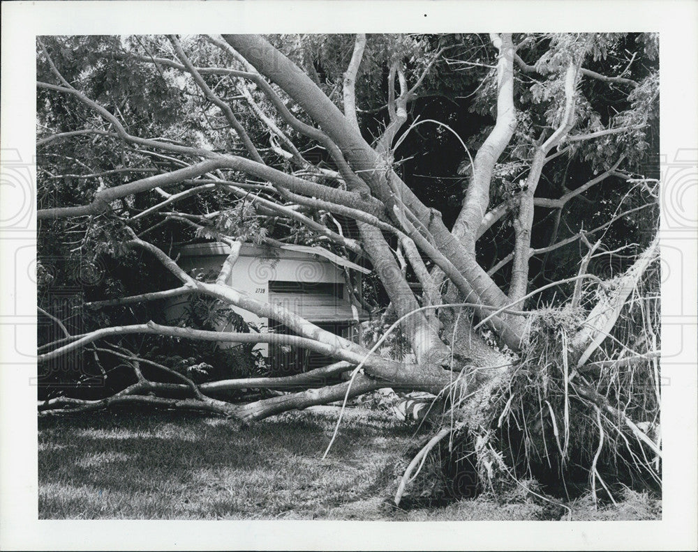 1982 Press Photo Uprooted Tree In Yard At Avocado Drive In Clearwater Storm - Historic Images