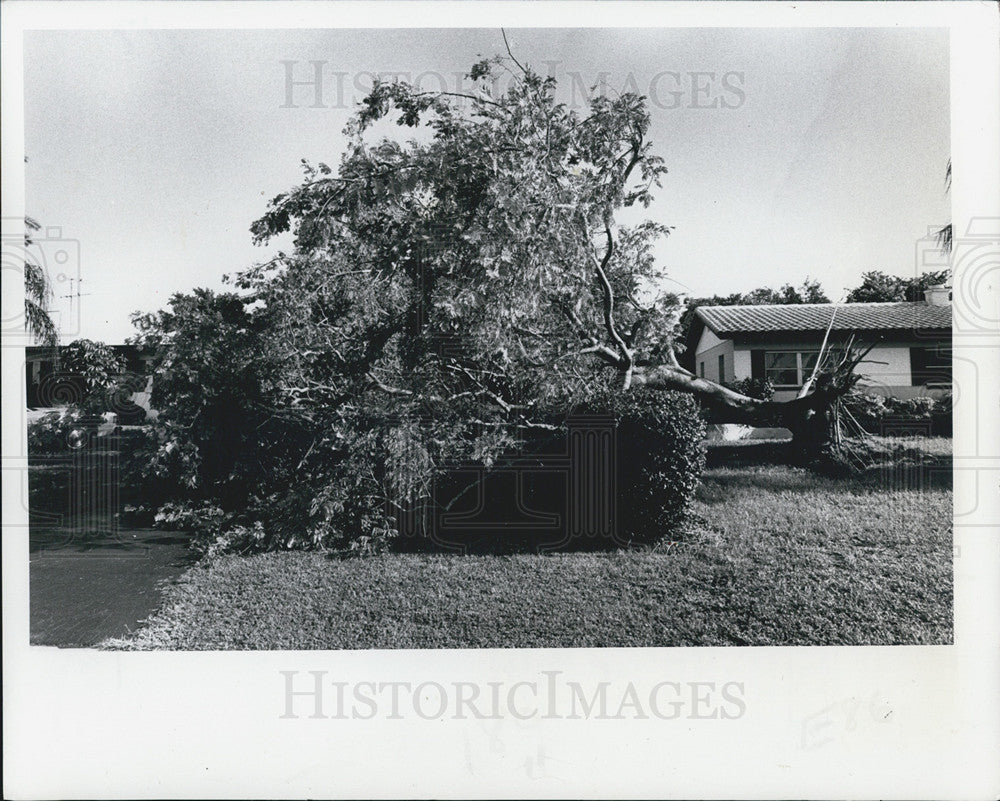 1973 Press Photo Storm Knocked Tree Over In Pinellas County - Historic Images