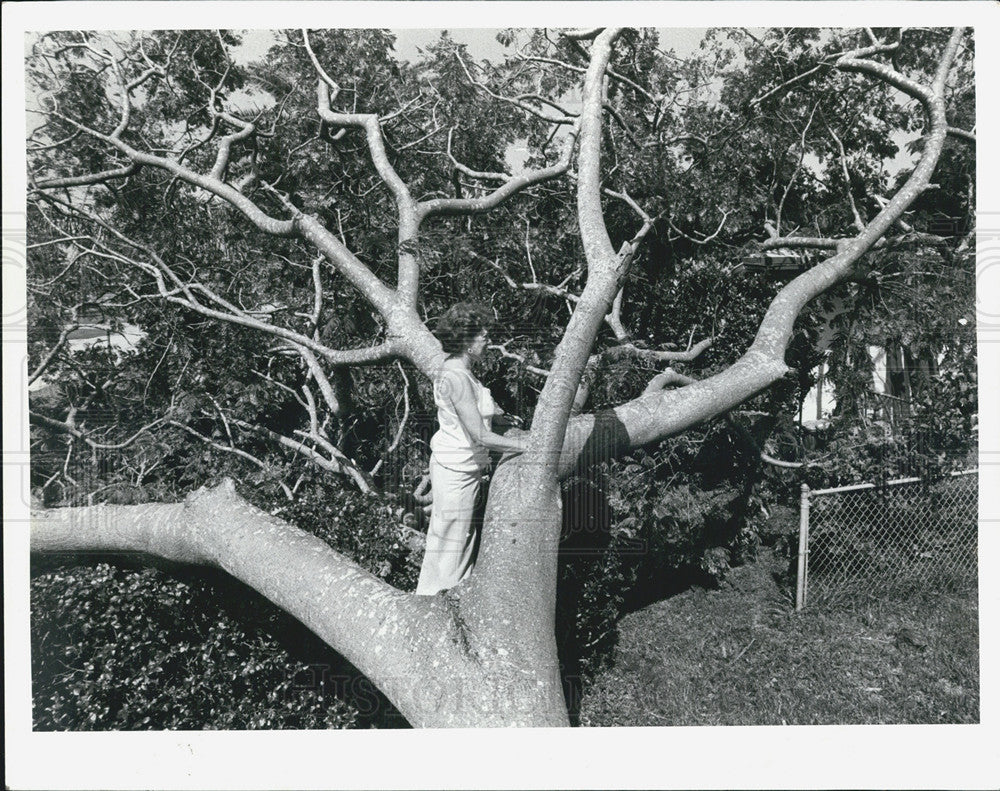 1979 Press Photo Summer-time storm fells tree almost hitting house - Historic Images