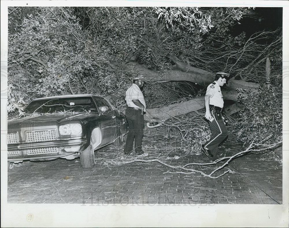 1979 Press Photo Tree, Power Line Damage, 34th Avenue, Storm Damage - Historic Images