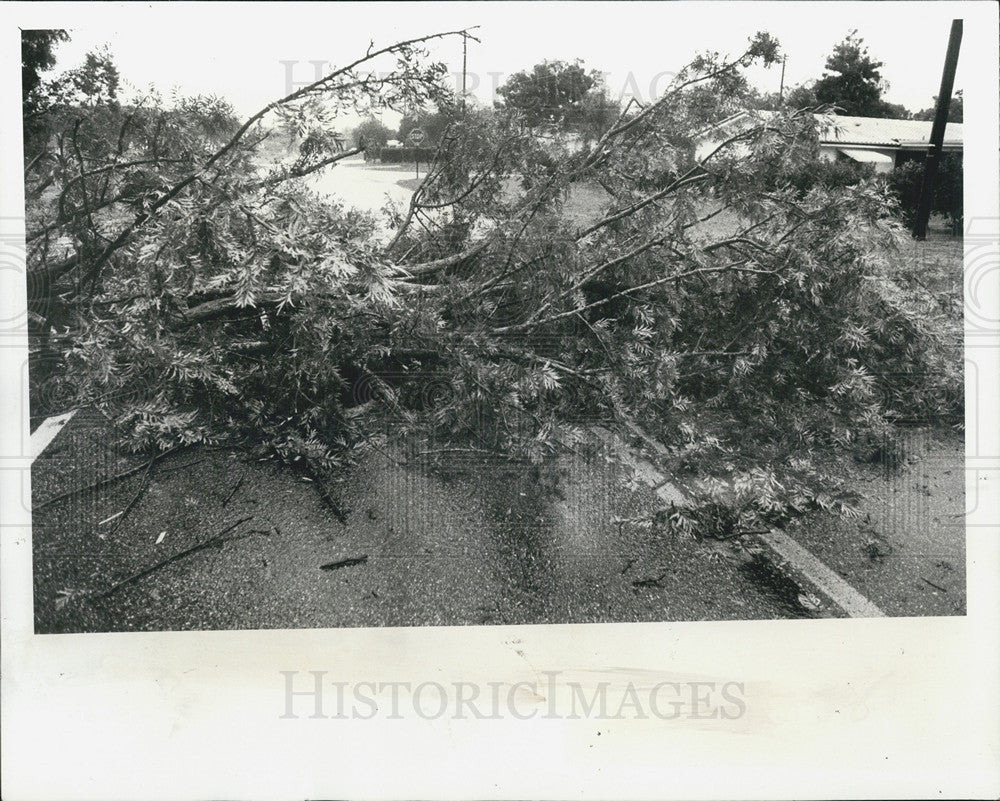 1979 Press Photo Tree Damage, Nursery Road, Lake Avenue, Clearwater - Historic Images