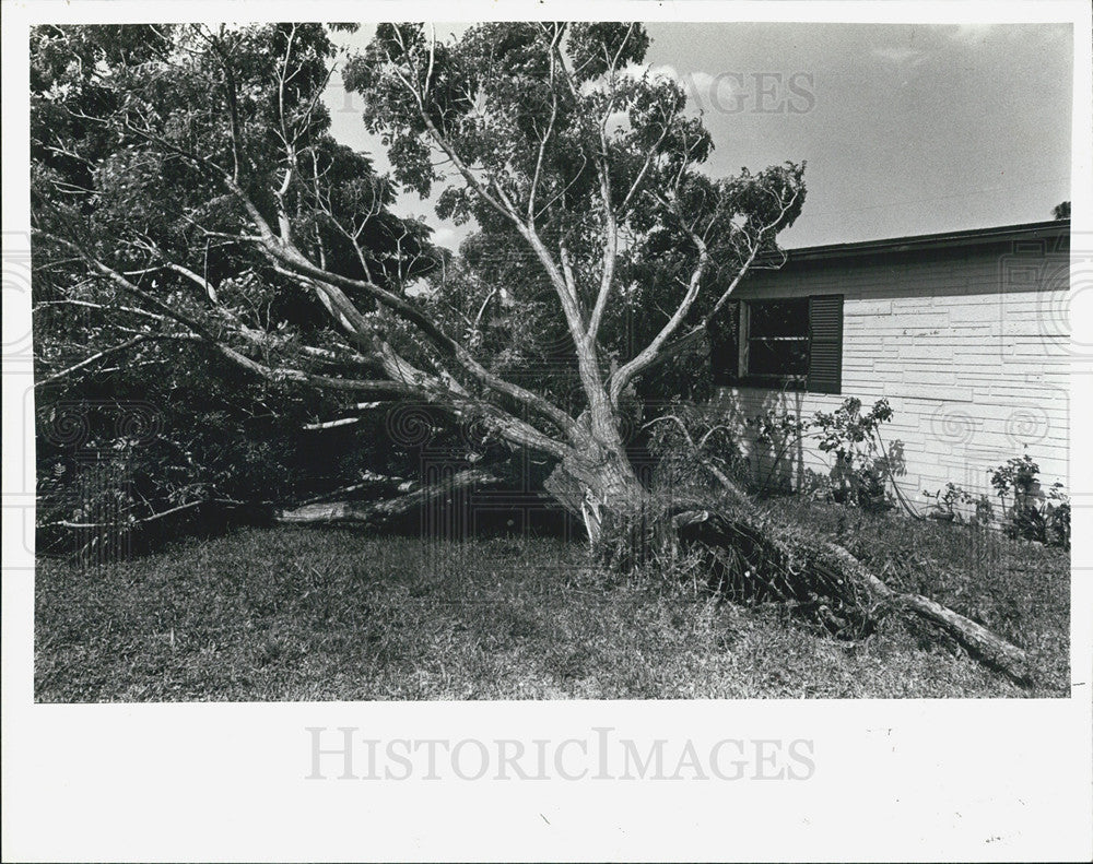 1980 Press Photo Chinaberry Tree Damage, Wilkersons&#39; House - Historic Images