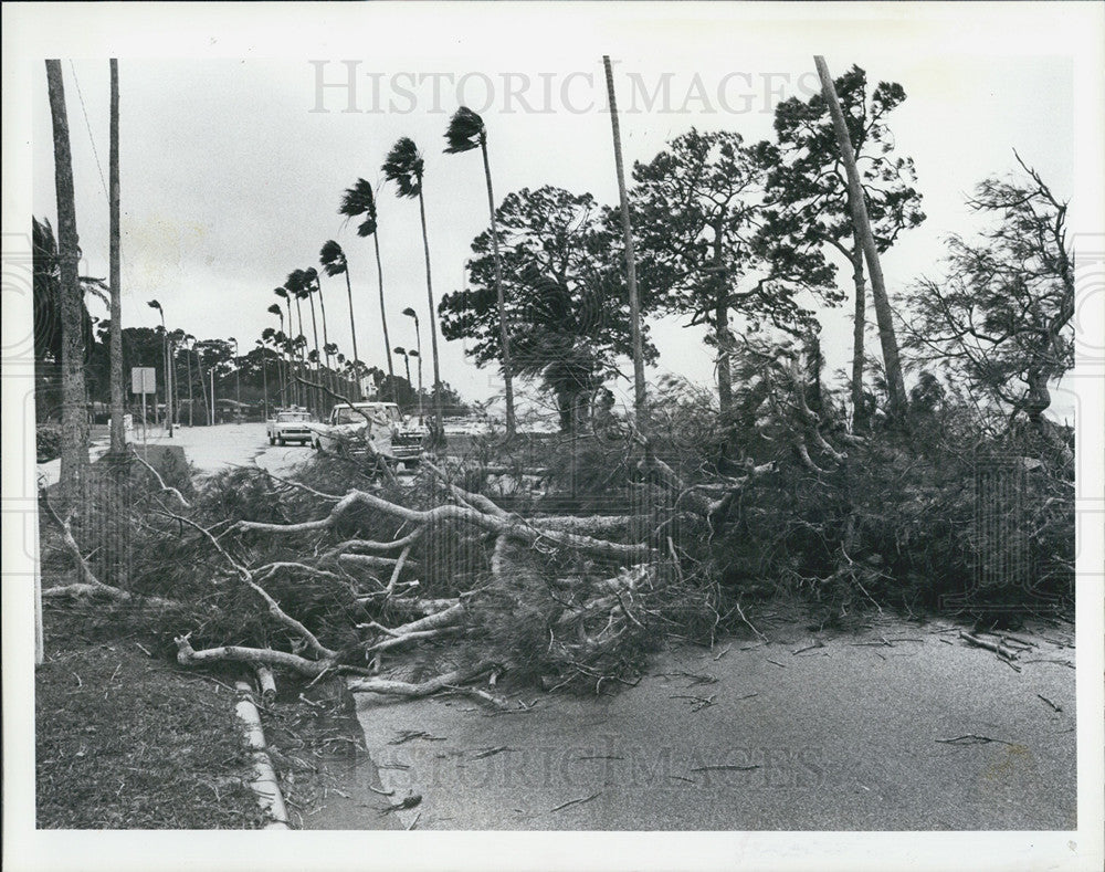 1983 Press Photo Branches Blown Down By Winds In Dunedin Edgewater Drive - Historic Images